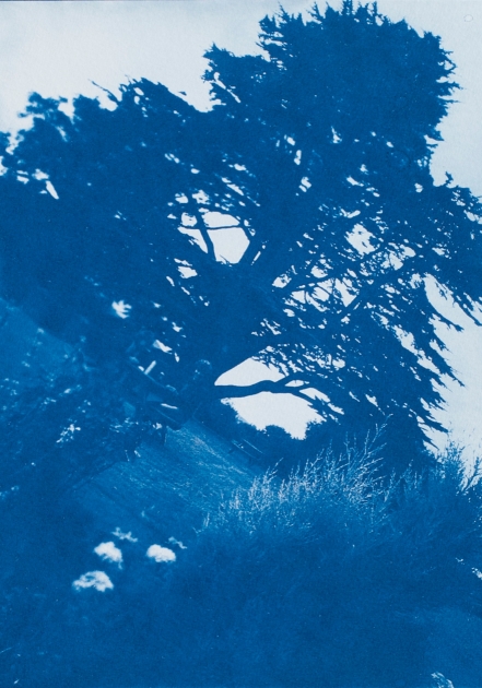 Cyanotype 2