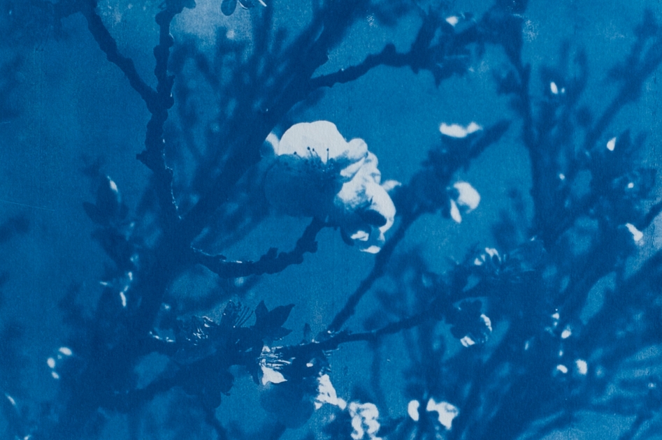 Cyanotype 4